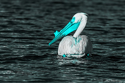 Swimming Pelican Glances Backwards Among Lake Water (Cyan Tone Photo)