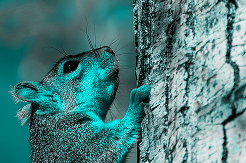 Tree Climbing Squirrel Gazing Upwards (Cyan Tone Photo)