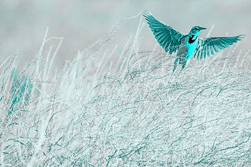 Western Meadowlark Takes Flight Off Branches (Cyan Tone Photo)