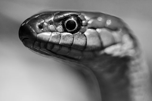 Alert Garter Snake Keeping Eye Out (Gray Photo)