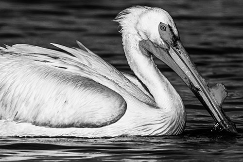 Beak Dipping Pelican Eying Across Lake Water (Gray Photo)