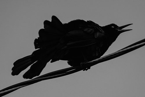 Crouching Great Tailed Grackle Squeaking Atop Cable (Gray Photo)