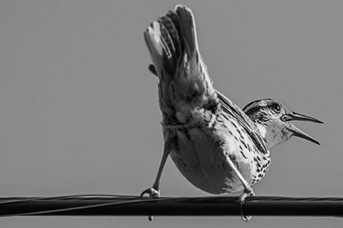Crouching Western Meadowlark Singing Towards Sunlight (Gray Photo)