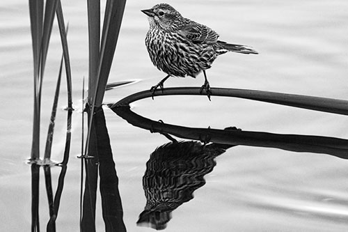 Female Red Winged Blackbird Casts Reflection Atop Bent Water Reed (Gray Photo)