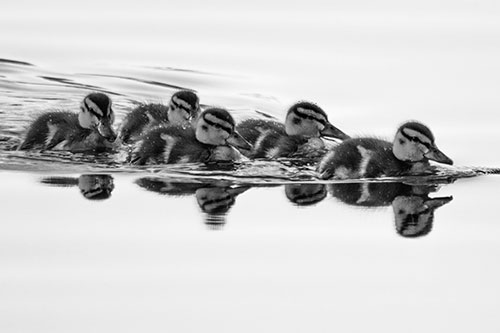 Five Baby Mallard Ducklings Swimming Across Lake Water (Gray Photo)
