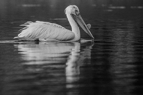 Floating Pelican Reflection Among Lake Water (Gray Photo)