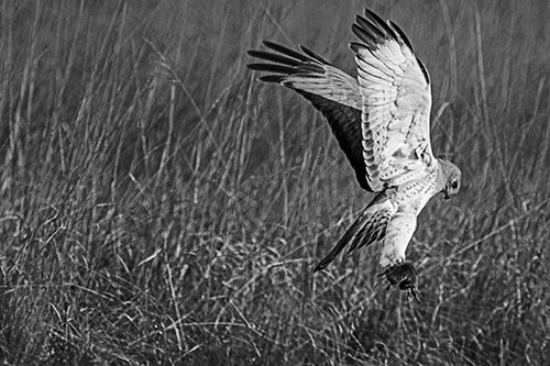 Flying Northern Harrier Marsh Hawk Captures Rodent (Gray Photo)