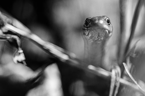 Garter Snake Peeking Head Above Sticks (Gray Photo)