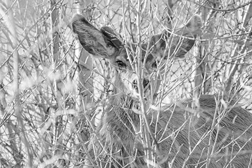 Hidden Mule Deer Watching Behind Tree Branches (Gray Photo)