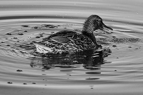 Joyful Water Splashing Mallard Duck Enjoying Calm Lake (Gray Photo)