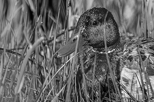 Male Mallard Duck Resting Among Reed Grass (Gray Photo)