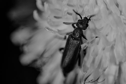 Oedemera Beetle Feasting Among Dandelion (Gray Photo)