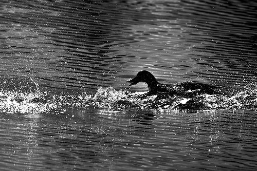 Playful Mallard Duck Gets Splashed Among Lake Horizon (Gray Photo)