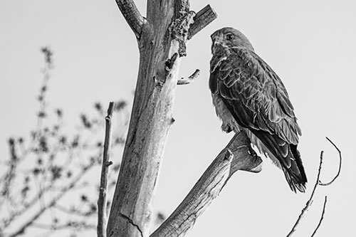 Rough Legged Hawk Perched Atop Tree Branch (Gray Photo)