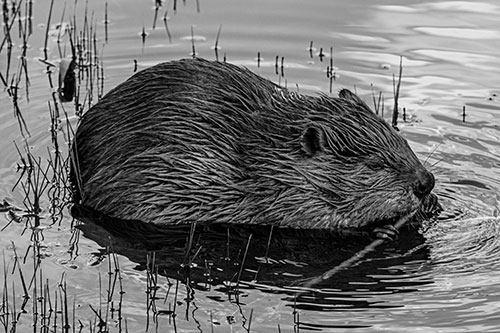 Sitting Beaver Nibbles Branch Along Shallow Rivershore (Gray Photo)