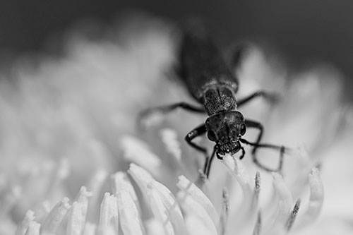 Snarling Oedemera Beetle Eating Dandelion Pollen (Gray Photo)