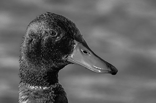 Soaked Male Mallard Duck Watching Among Lake (Gray Photo)