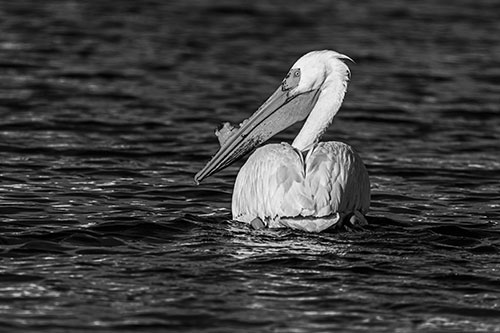 Swimming Pelican Glances Backwards Among Lake Water (Gray Photo)
