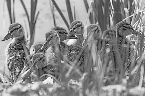 Ten Baby Mallard Ducklings Resting Among Reed Grass (Gray Photo)