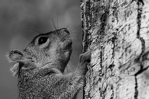 Tree Climbing Squirrel Gazing Upwards (Gray Photo)