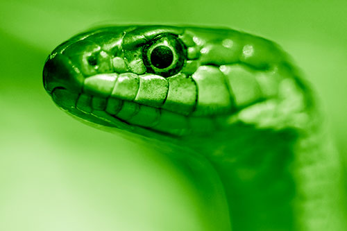 Alert Garter Snake Keeping Eye Out (Green Shade Photo)