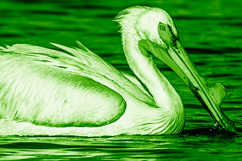 Beak Dipping Pelican Eying Across Lake Water (Green Shade Photo)