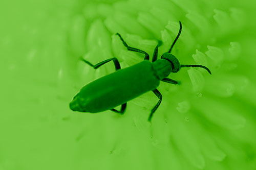 Crawling Oedemera Beetle Searching Atop Dandelion (Green Shade Photo)
