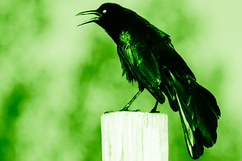 Croaking Great Tailed Grackle Perched Atop Wooden Post (Green Shade Photo)