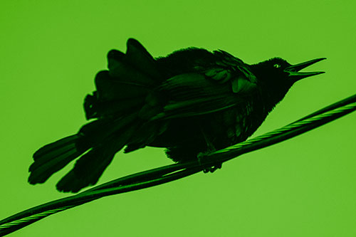 Crouching Great Tailed Grackle Squeaking Atop Cable (Green Shade Photo)