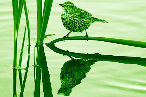 Female Red Winged Blackbird Casts Reflection Atop Bent Water Reed (Green Shade Photo)