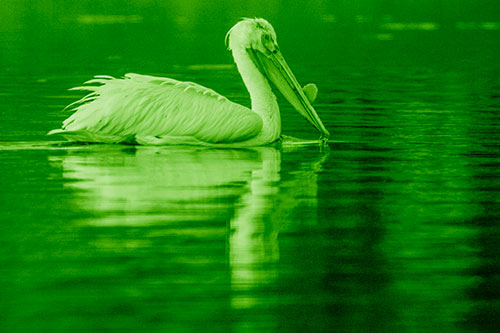 Floating Pelican Reflection Among Lake Water (Green Shade Photo)