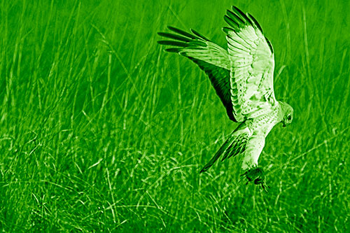 Flying Northern Harrier Marsh Hawk Captures Rodent (Green Shade Photo)