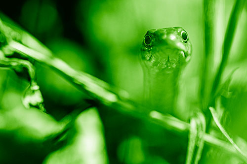 Garter Snake Peeking Head Above Sticks (Green Shade Photo)
