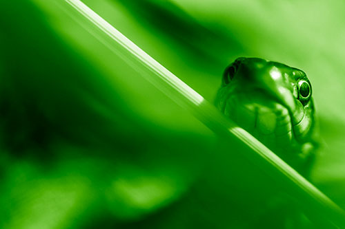 Garter Snake Peeking Head Over Dried Fescue Grass Blade (Green Shade Photo)