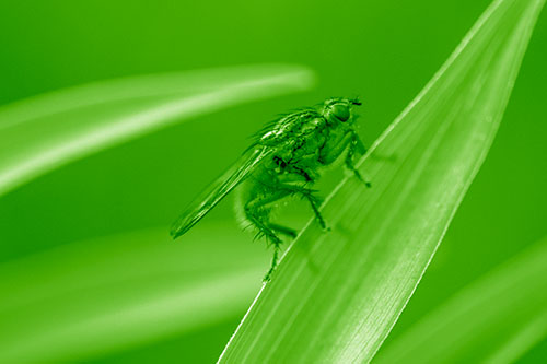 Golden Dung Fly Perched Along Sloping Fescue Grass Blade (Green Shade Photo)