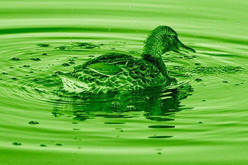Joyful Water Splashing Mallard Duck Enjoying Calm Lake (Green Shade Photo)