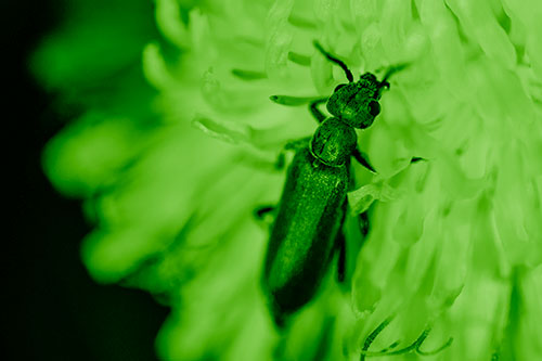 Oedemera Beetle Feasting Among Dandelion (Green Shade Photo)