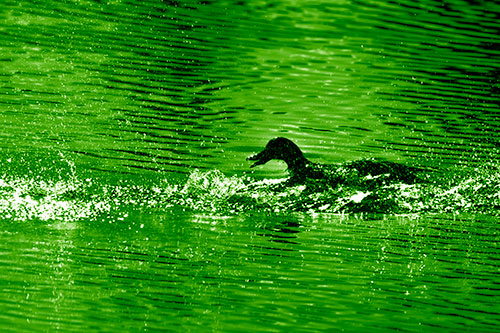 Playful Mallard Duck Gets Splashed Among Lake Horizon (Green Shade Photo)