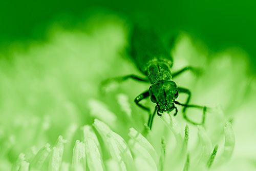 Snarling Oedemera Beetle Eating Dandelion Pollen (Green Shade Photo)