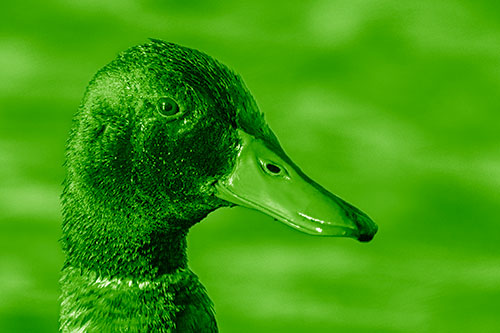 Soaked Male Mallard Duck Watching Among Lake (Green Shade Photo)