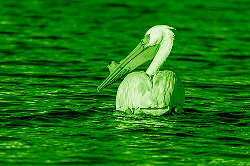 Swimming Pelican Glances Backwards Among Lake Water (Green Shade Photo)