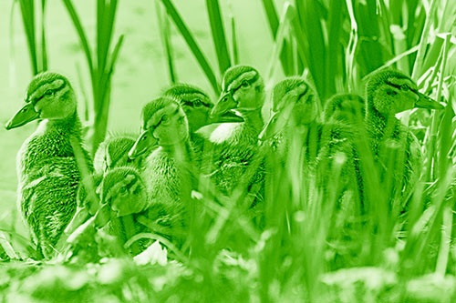 Ten Baby Mallard Ducklings Resting Among Reed Grass (Green Shade Photo)