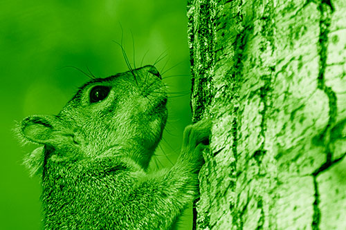 Tree Climbing Squirrel Gazing Upwards (Green Shade Photo)