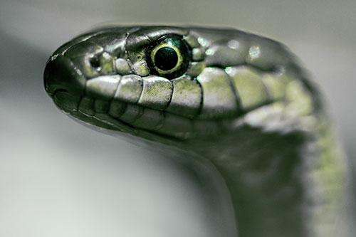 Alert Garter Snake Keeping Eye Out (Green Tint Photo)