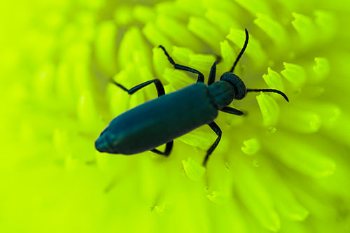 Crawling Oedemera Beetle Searching Atop Dandelion (Green Tint Photo)