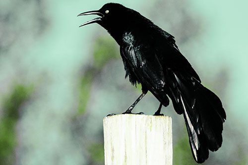 Croaking Great Tailed Grackle Perched Atop Wooden Post (Green Tint Photo)