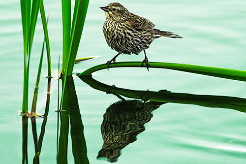Female Red Winged Blackbird Casts Reflection Atop Bent Water Reed (Green Tint Photo)
