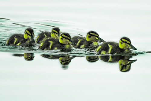Five Baby Mallard Ducklings Swimming Across Lake Water (Green Tint Photo)