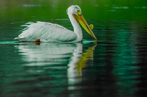 Floating Pelican Reflection Among Lake Water (Green Tint Photo)
