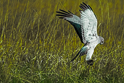 Flying Northern Harrier Marsh Hawk Captures Rodent (Green Tint Photo)